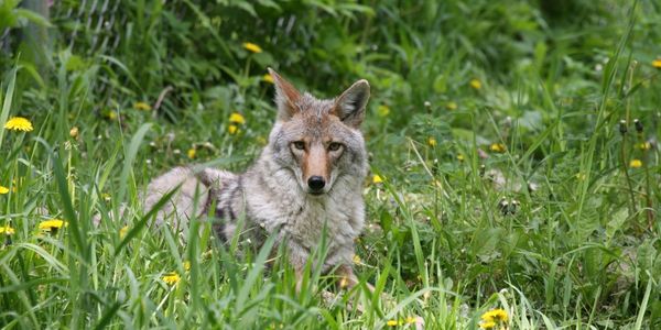 coyote in grass spiritual meaning