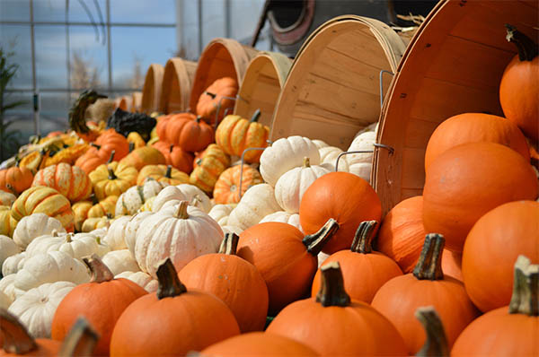 harvest pumpkin abundance