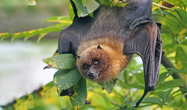 spiritual meaning of an upside down bat