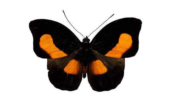 black and orange butterfly spiritual meaning