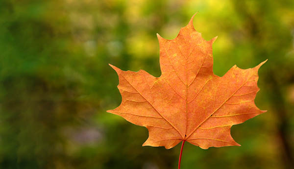 orange leaf spiritual meaning