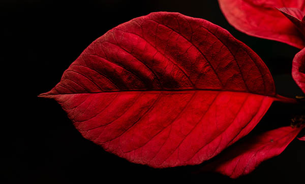 spiritual meaning of a red leaf