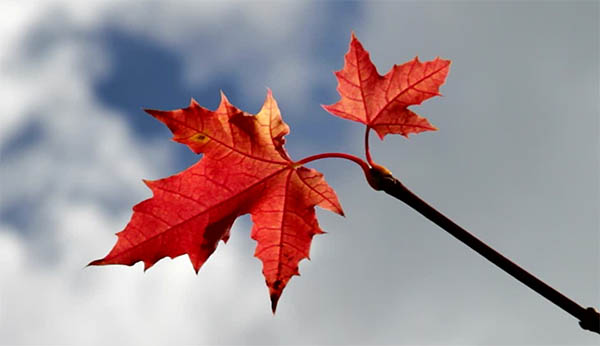 two red leaves