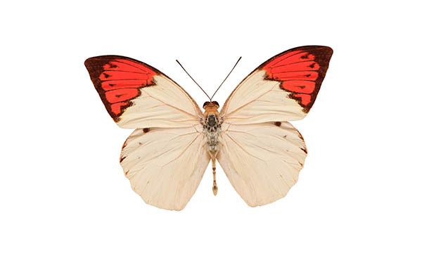 white and orange butterfly spiritual meaning