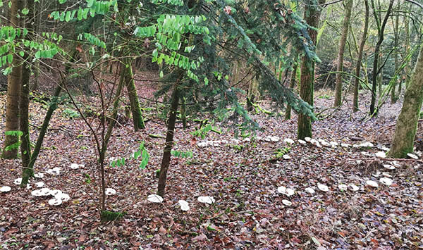 fairy ring in the forest