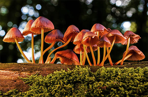 colorful mushrooms growing on a log
