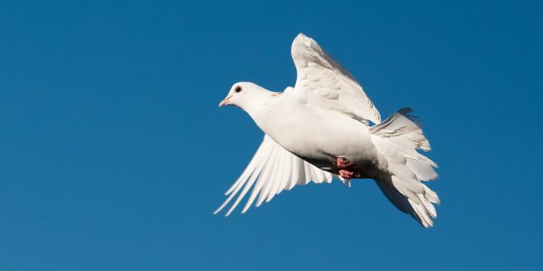 white pigeon flying spiritual meaning