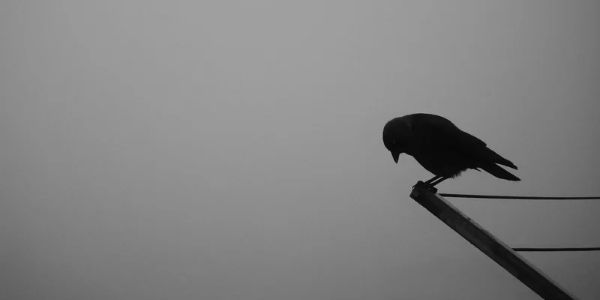 single crow spiritual meaning