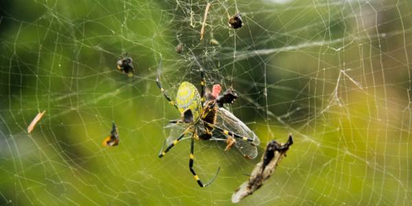a spider in a web with multiple bugs caught in the web