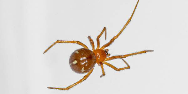 reddish orange colored spider