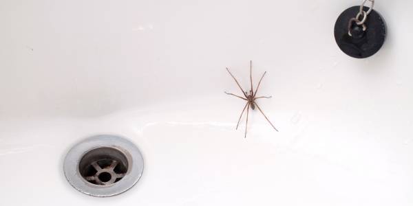 spider in bathroom sink
